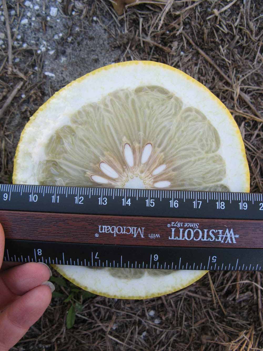              Fruit cross-section (Nakon, Winter Haven, FL)       